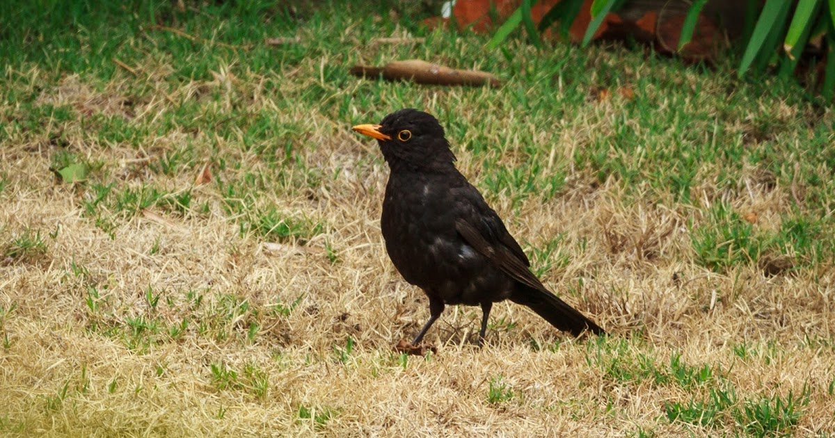 The Greatest of These is LOVE: Wild Bird Wednesday: Common Blackbird