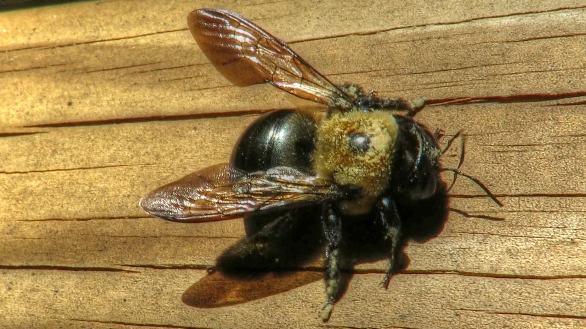 big black bee with yellow head big black bee with yellow head