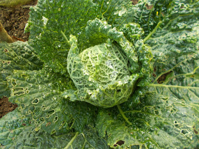 Savoy cabbage The 80 Minute Allotment Green Fingered Blog