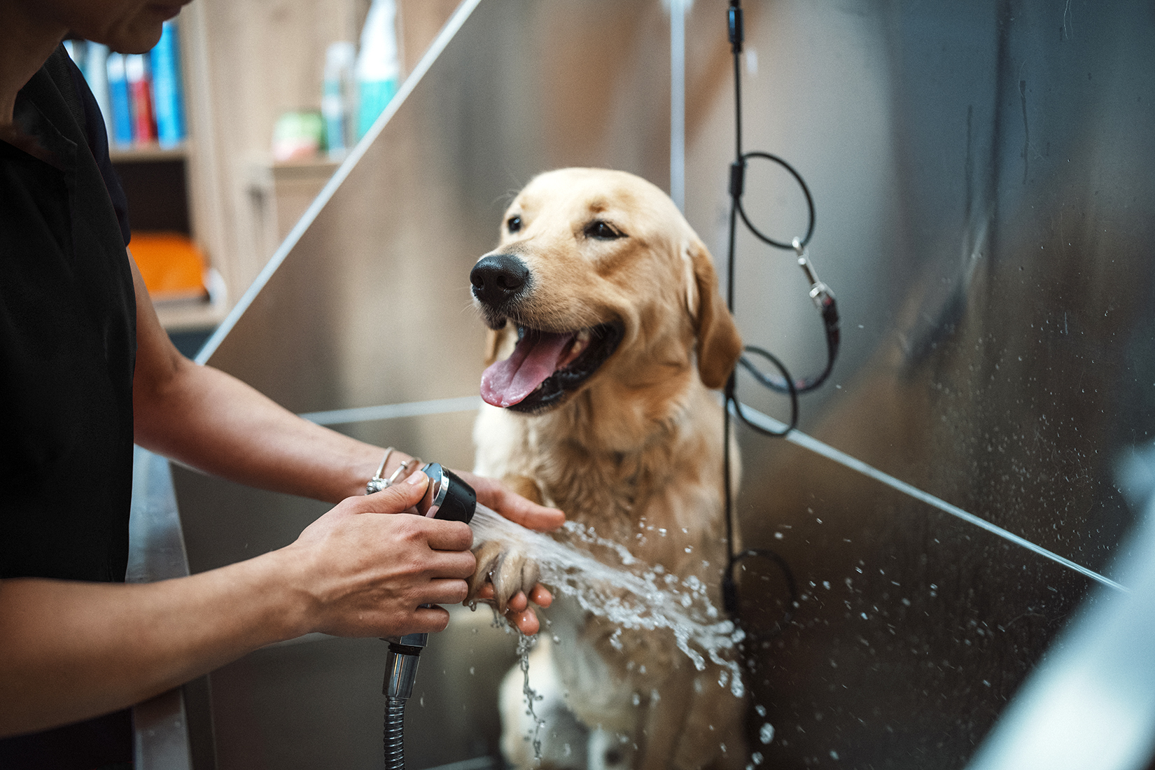 Hanrob Playgrounds opens Westfield's first doggy daycare Australian