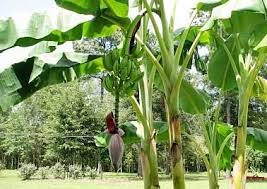 Buah Pisang | Phoenix dactilyfera