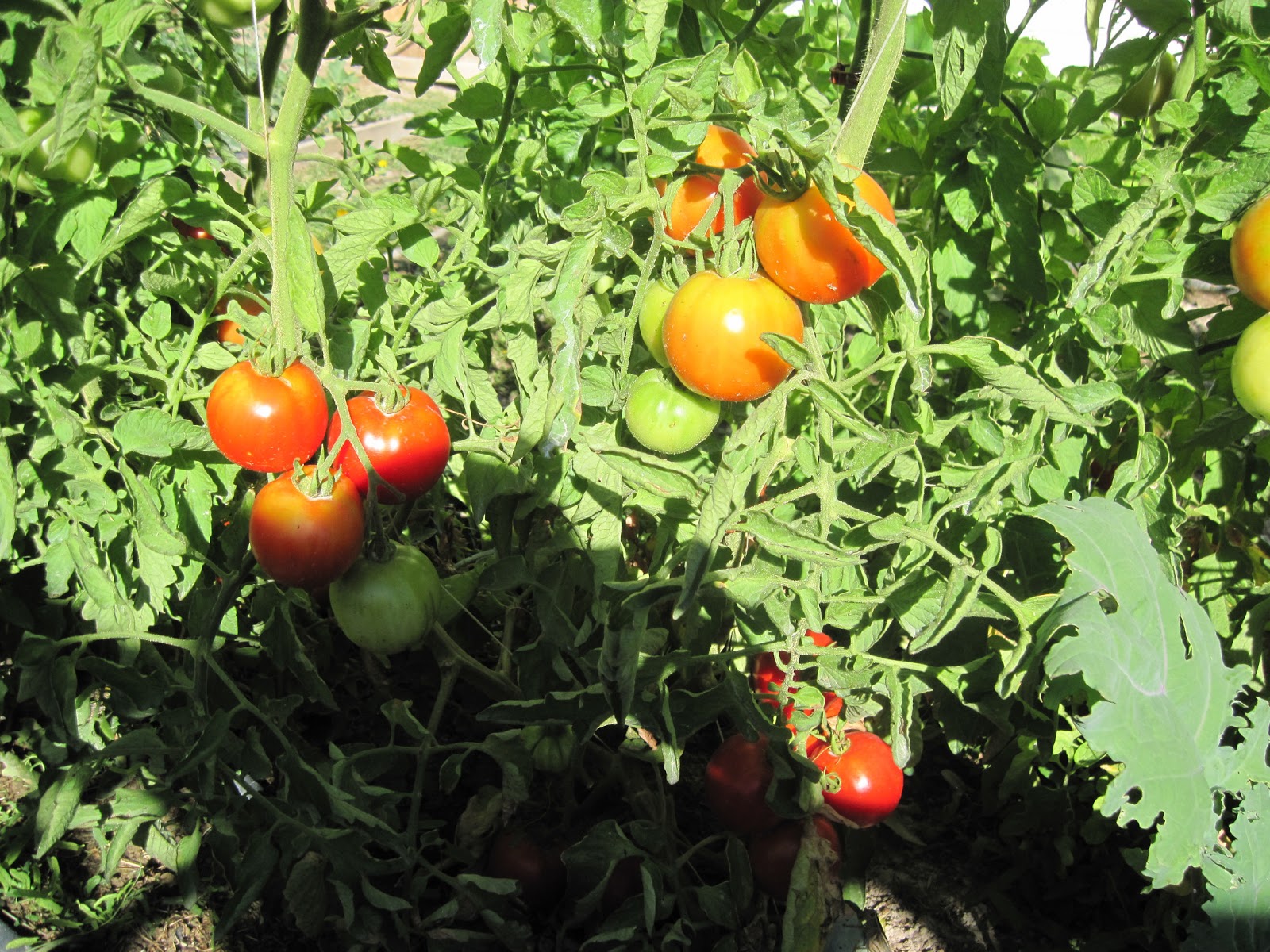 Simple. Healthy. Tasty How to Grow Bunches of Tomatoes that Ripen Quickly