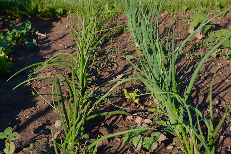 Gardening; onions | My Darling Days Gardening; onions | My Darling Days
