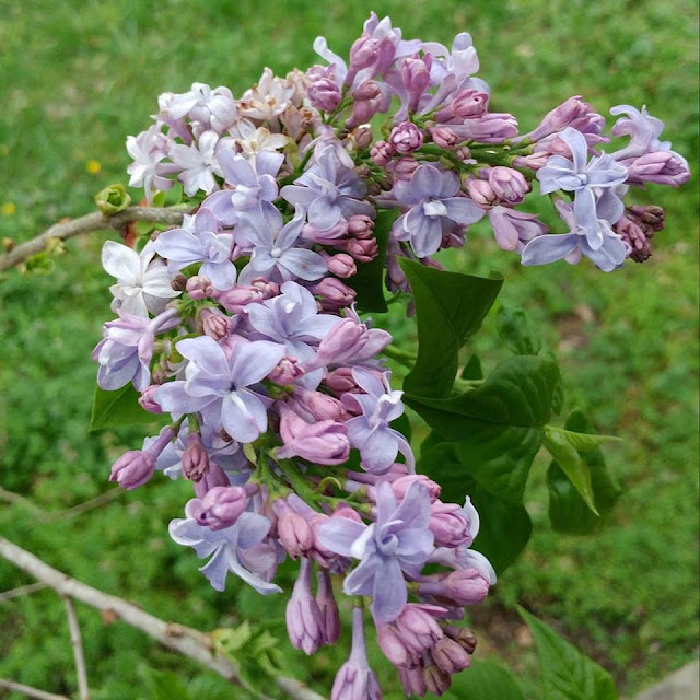 First Lilac of Spring Blooms abound 