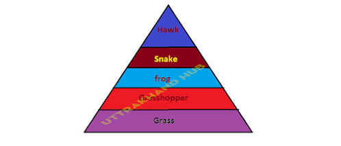 Pyramid of number जीवसँख्या का पिरामिड