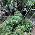 Policia descobre e incinera plantação de maconha em Ipirá.