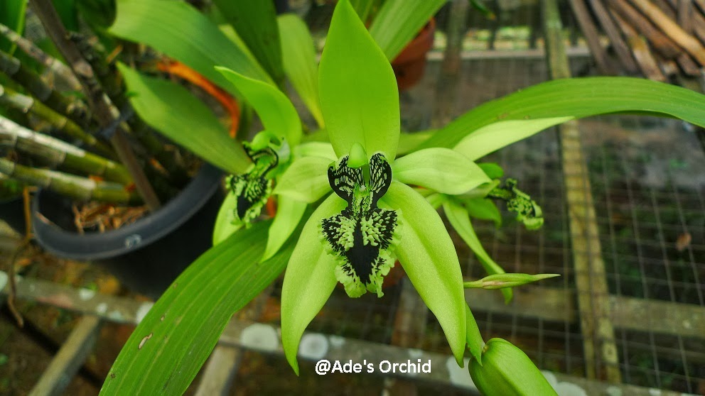 Ade s Orchid Coelogyne pandurata Si Anggrek Hitam 