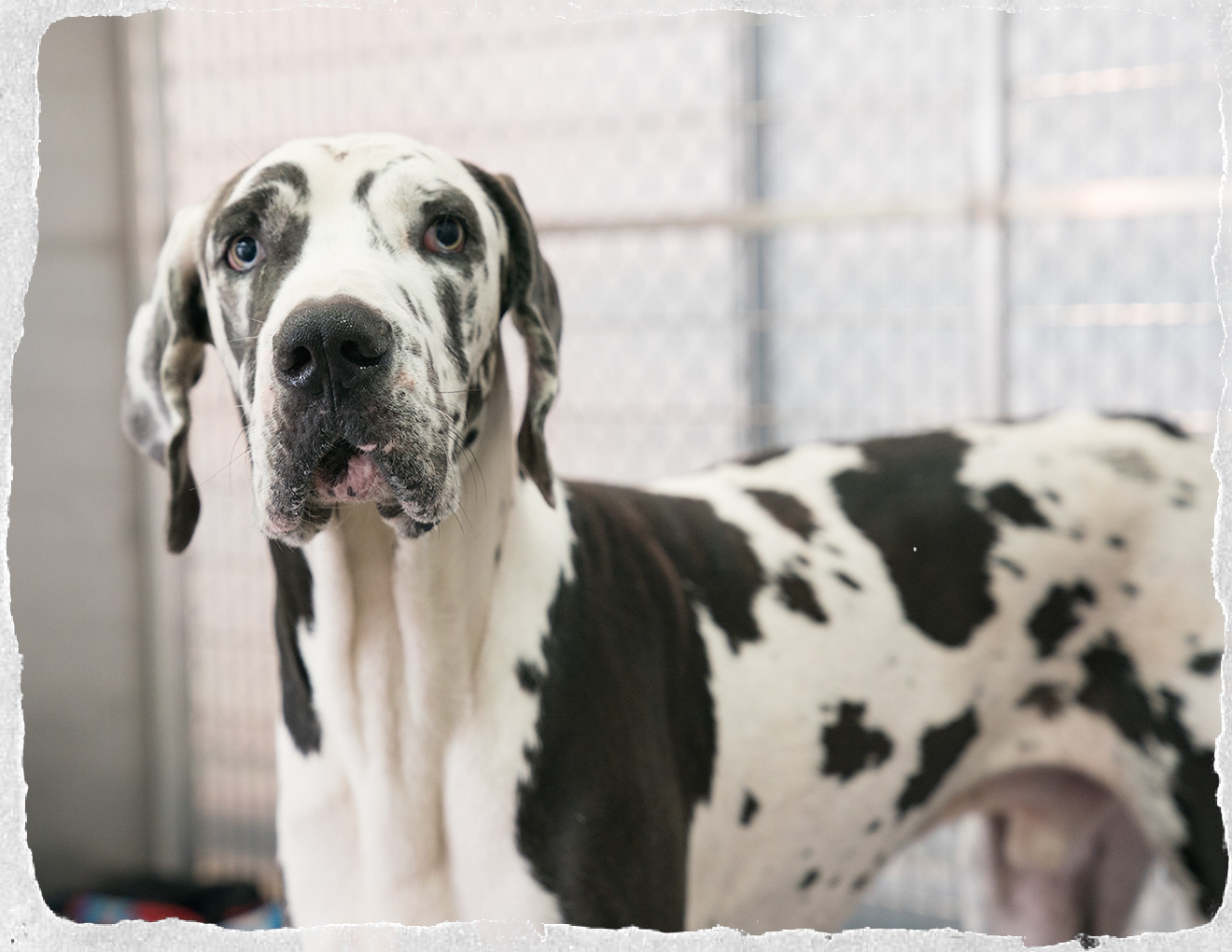 Friday's Friend! Dog Adoption, MidAtlantic Great Dane Rescue League
