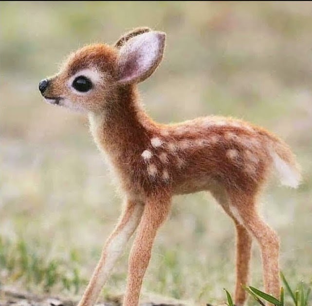 teaching art: Wildlife in Watercolor Pencil, classes 7&8