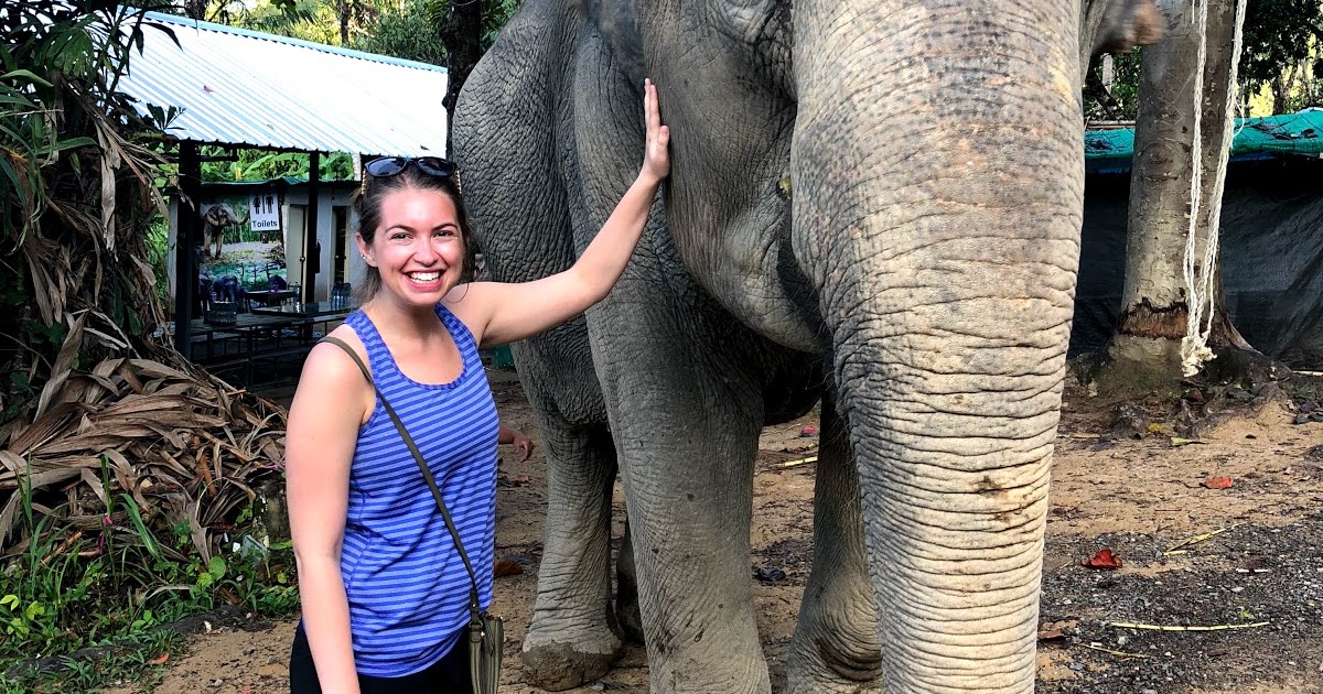 Can You Have An Elephant As A Pet?