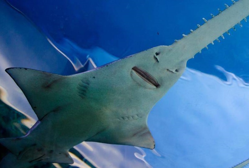 Sawfish facts and population, (Pristidae) how many sawfish are left?