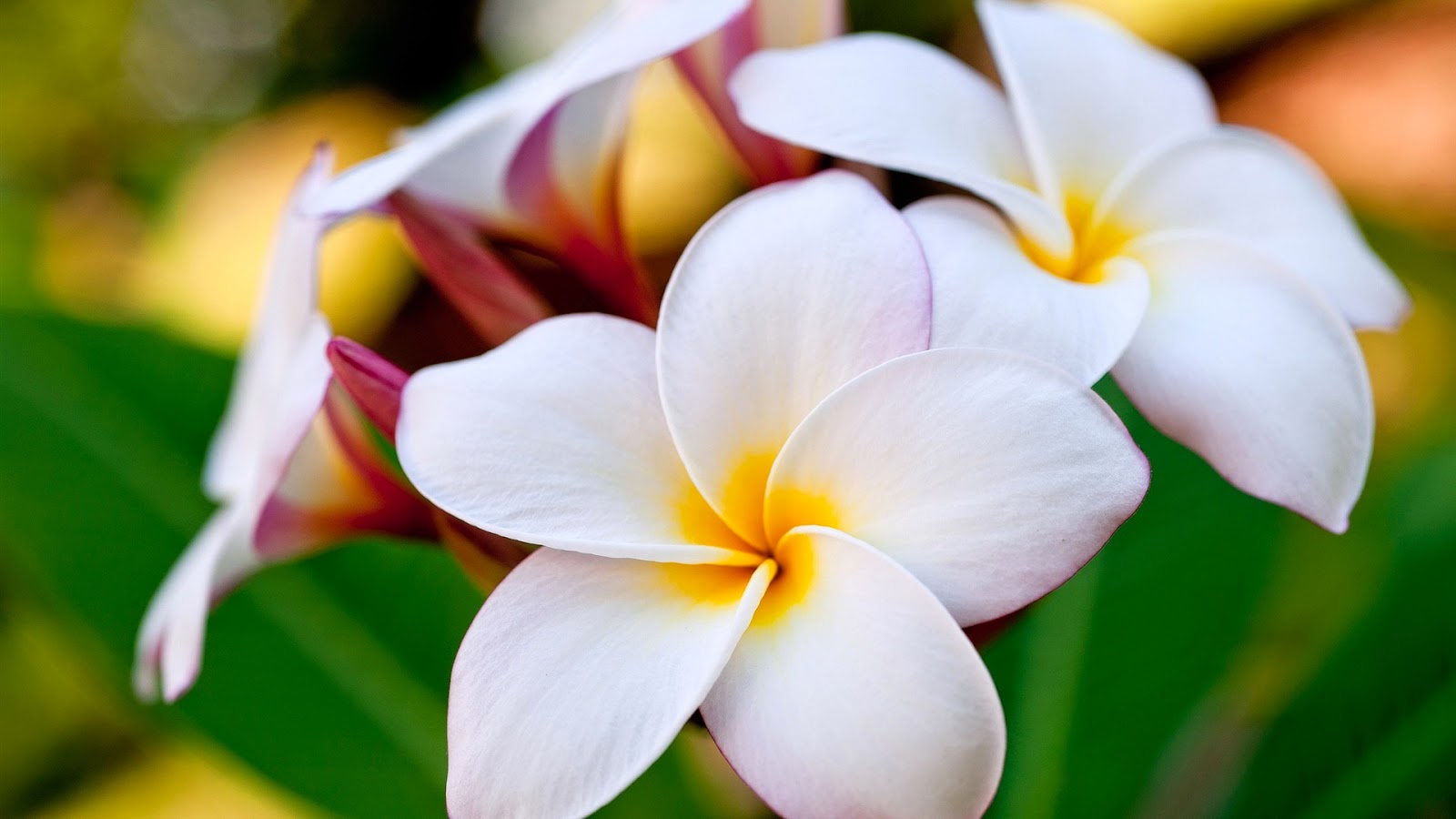 Tropical Flowers Wallpaper 