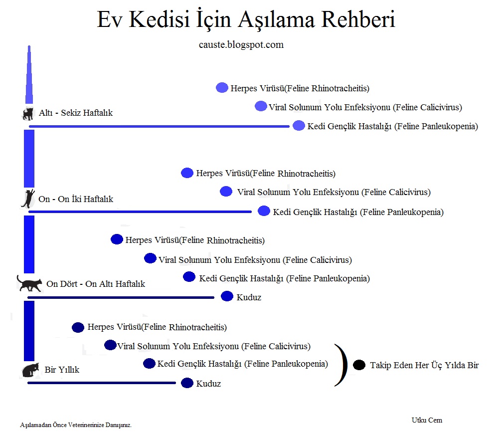 Kedi Kedi Aşı Rehberi Ve Aşılarla İlgili Başlıca Sorular