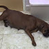 Java, a cadelinha que foi abandonada grávida pelos donos