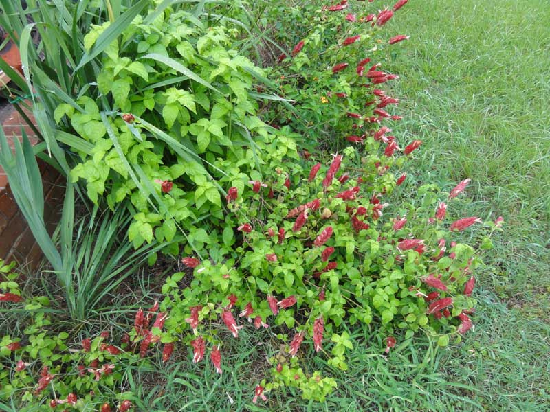 GoGardenNow The Gardening Blog Why aren't all my shrimp plants