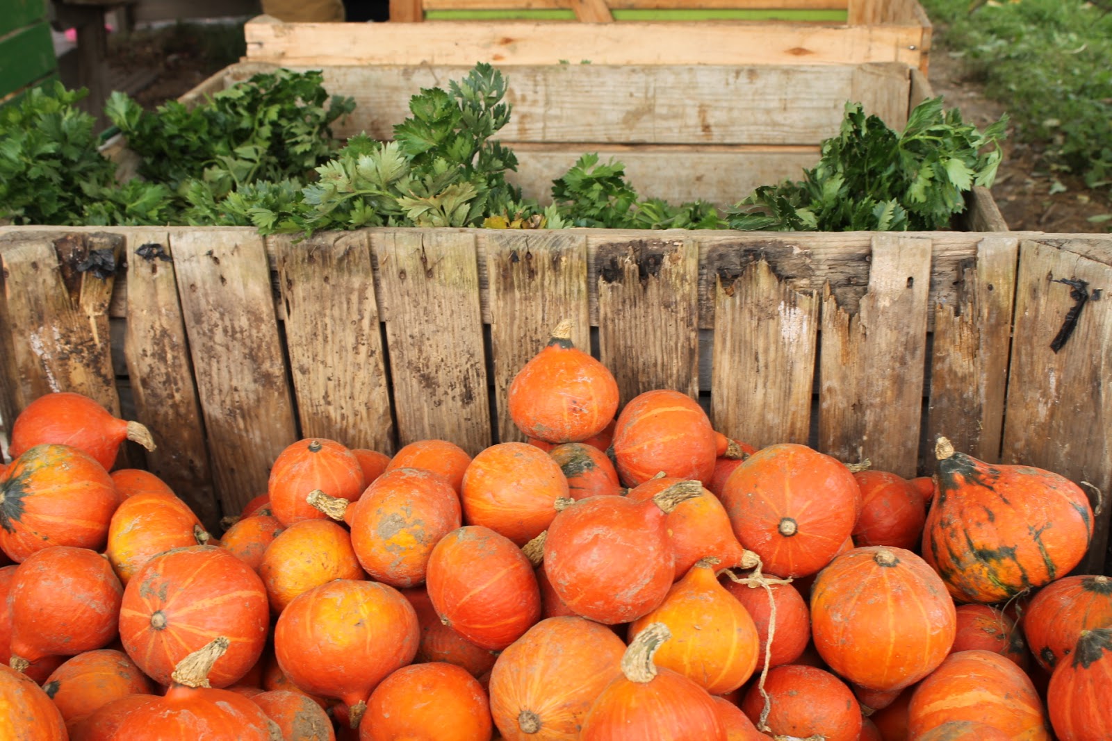 La cueillette de Gally#3 Le temps des citrouilles... - Du rêve dans les