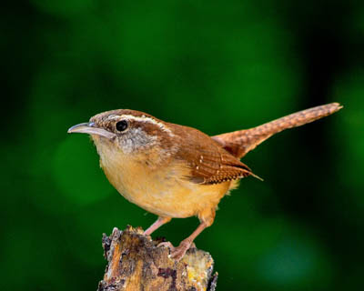 Photo of a Carolina Wren on a stump