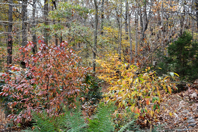 viburnum nudum fall foliage possumhaw viburnum