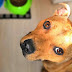 What to Do if Your Dog is Always Hungry