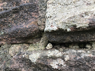 A photo showing a close up of a small ceramic skull (Skulferatu 54) in a crack in the outside wall of Morton Castle.  Photograph by Kevin Nosferatu for the Skulferatu Project.