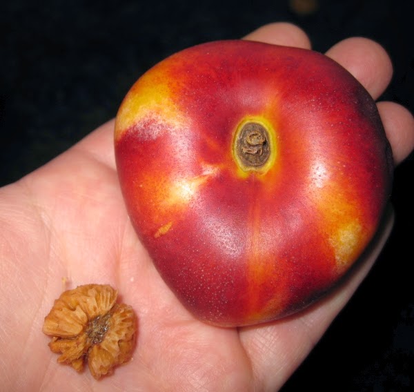SquirrelBeads WeinbergNektarinen
