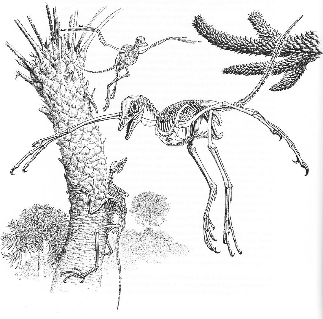 задание на егэ по геохронологической таблице. археоптерикс. Ontogeny перевод. на рисунке изображен скелет и отпечаток перьев. на рисунке изображен скелет и отпечаток перьев.