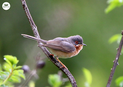 Curruca carrasqueña (Sylvia cantillans)