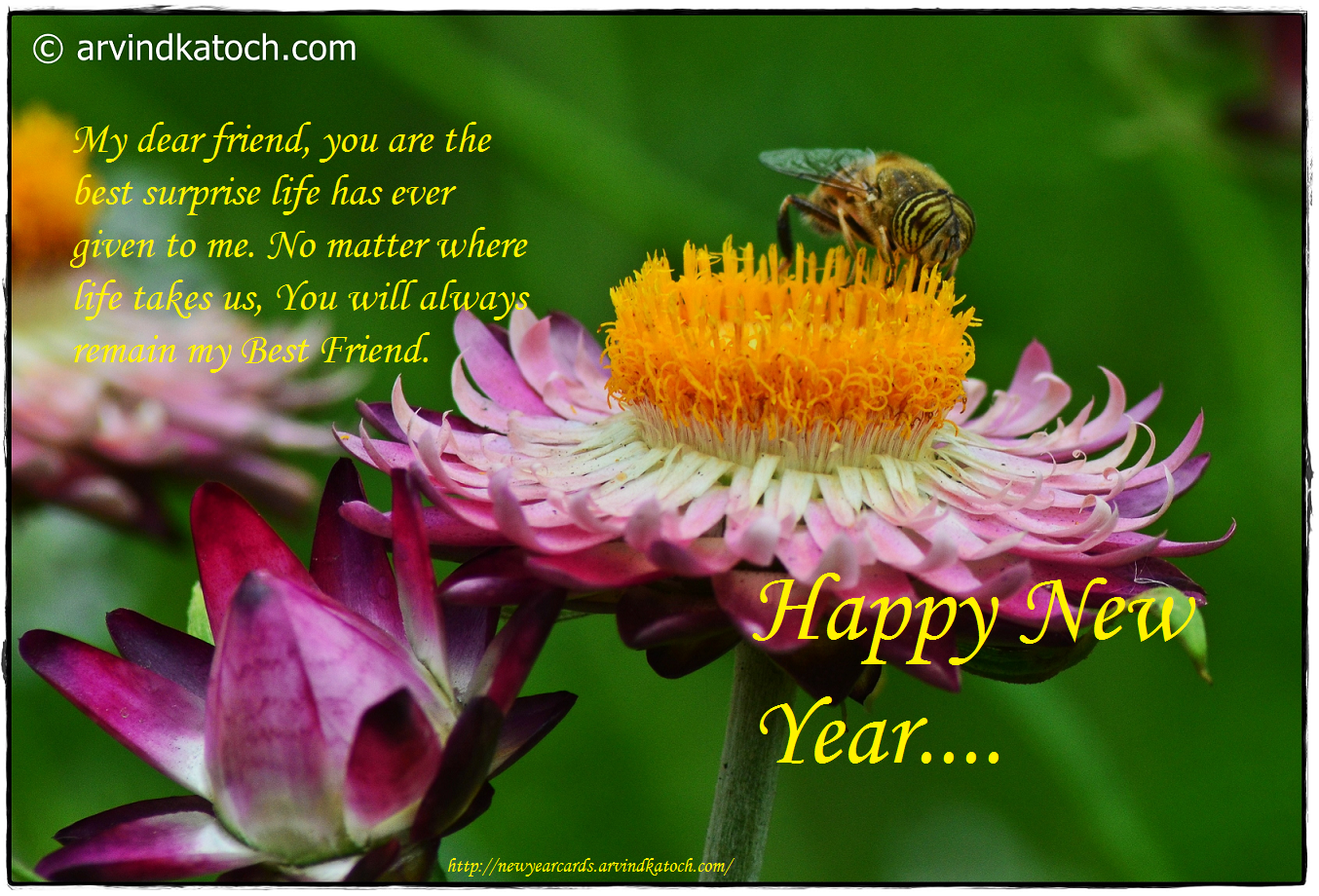 HD True Pic New Year Cards 2023 12/10/15