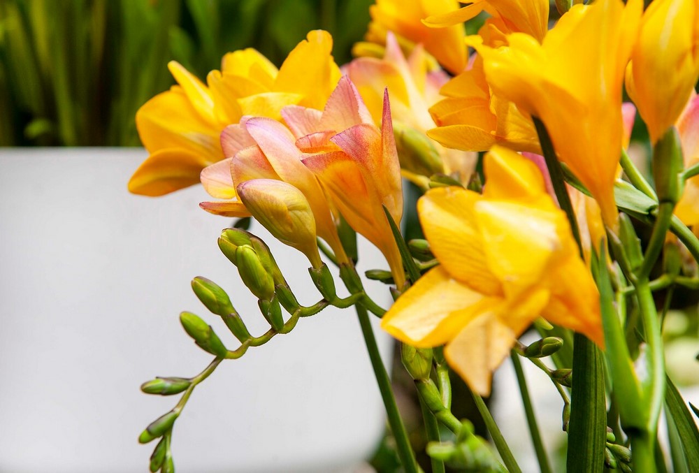 Fresias, cultivar flores fragantes en el jardín