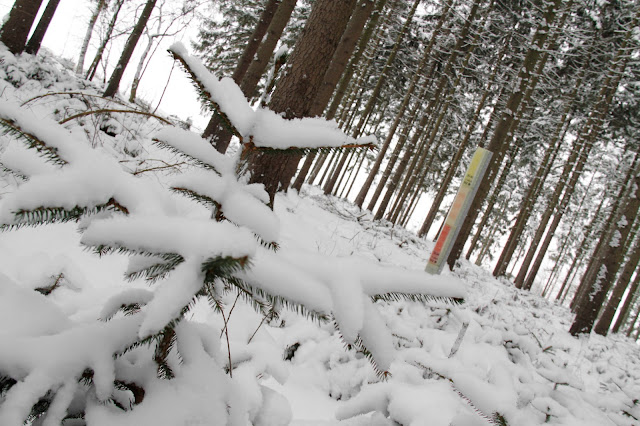 winterimpression verschneiter wald [module seitlich]