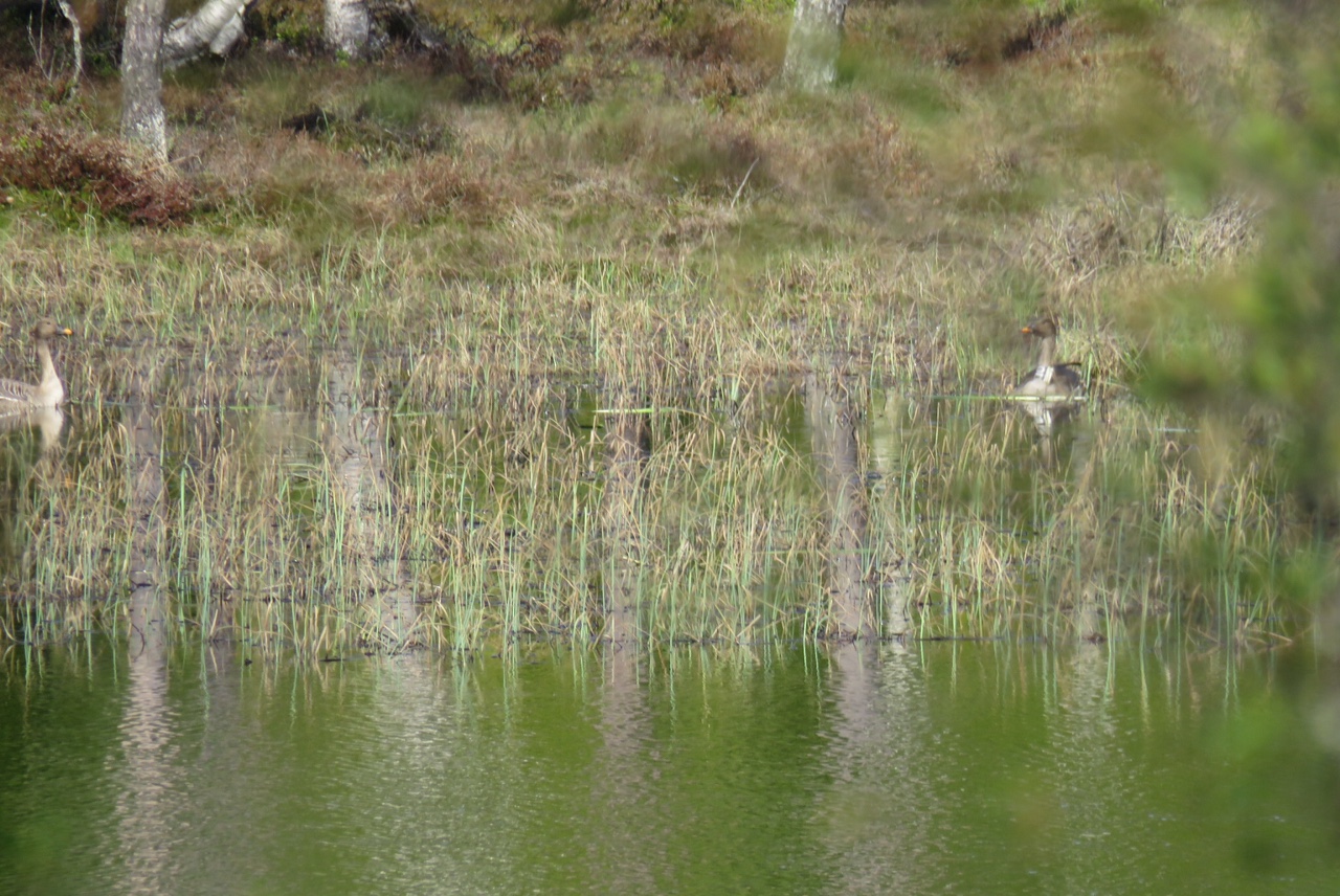 Angus' Bean Goose Blog 2020