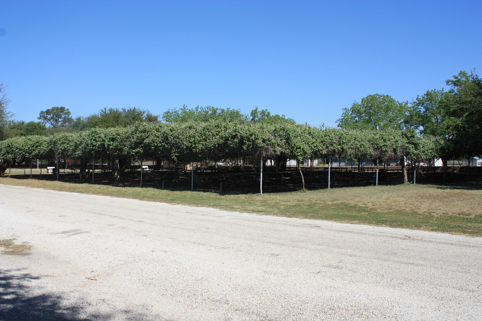 Lone Star Historian Fort Belknap