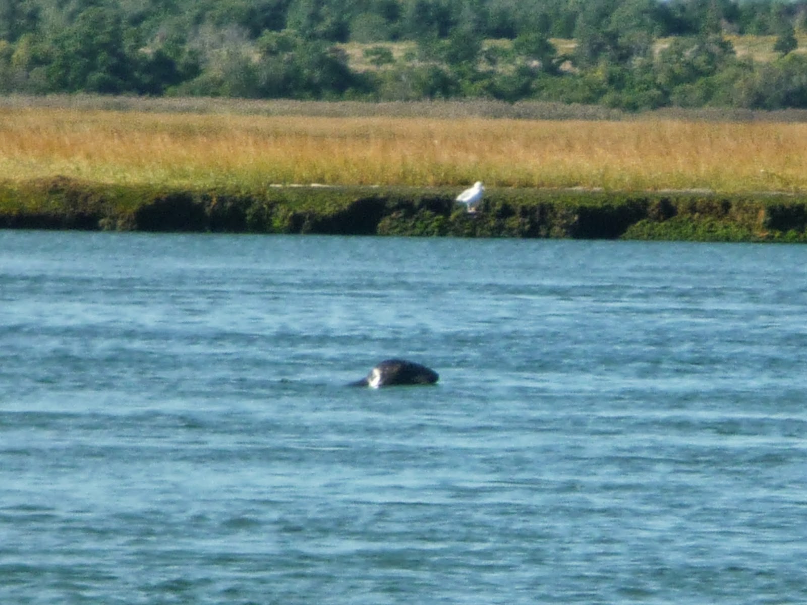 River Sister Kayaking with the seals in Eastham, Massachusetts