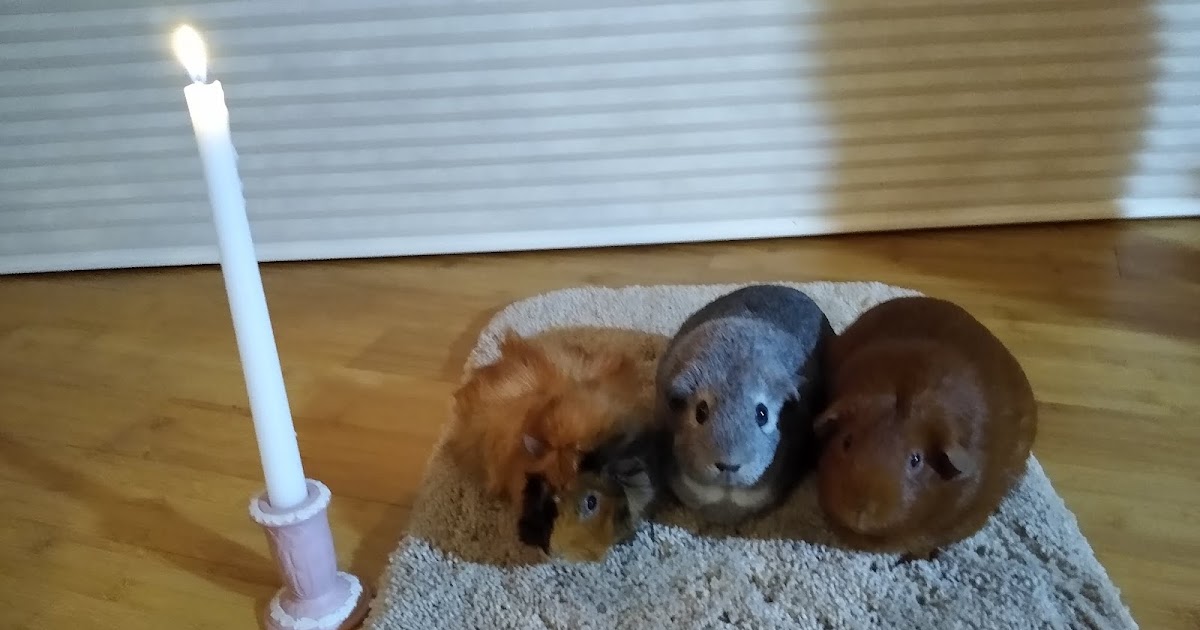 Undercover Guinea Pigs The Piggyville Girls lit a candle too.