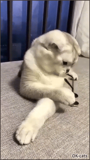 Funny Cat GIF • Funny Scottish Fold wearing sunglasses "WHAT? Are you talking to Me? Funny Cat GIF • Funny Scottish Fold wearing sunglasses "WHAT? Are you talking to Me?