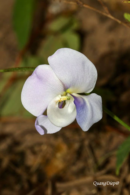 Vigna vexillata var. angustifolia