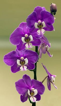 orquídeas, como cuidar de orquídeas, orquídeas vanda, negocio próprio, renda extra, trabalhar em casa, dinheiro extra, liberdade financeira, curso de orquídeas, orquidários