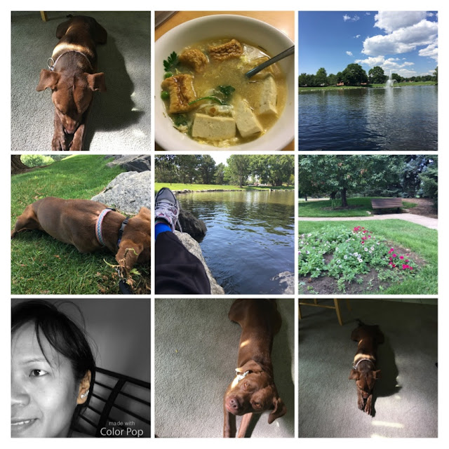 dog pictures, promising future, ttot, reasons to be thankful