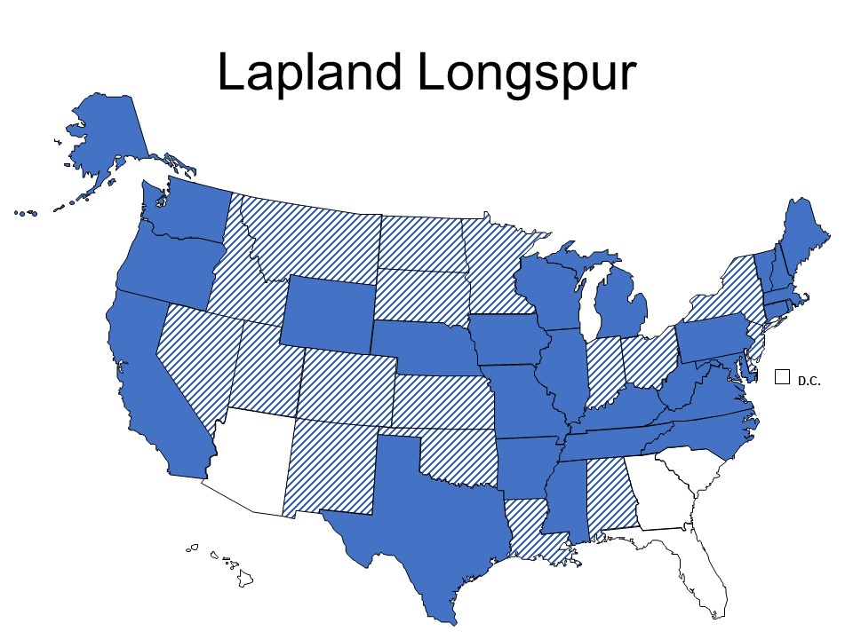 State Birding Lapland Longspur, Hooper Lane, Henderson County, NC
