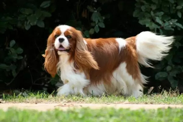 Cavalier King Charles Spaniel Cavalier King Charles Spaniel Blenheim