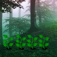 Jungle forest escape game walkthrough text Jungle forest escape game walkthrough text