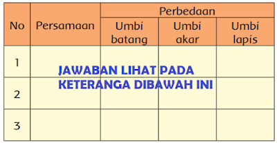 persamaan dan perbedaan umbi tanaman www.simplenews.me