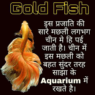Gold Fish Scientific Name, Types, Found, Look Like, Size, Use, Record