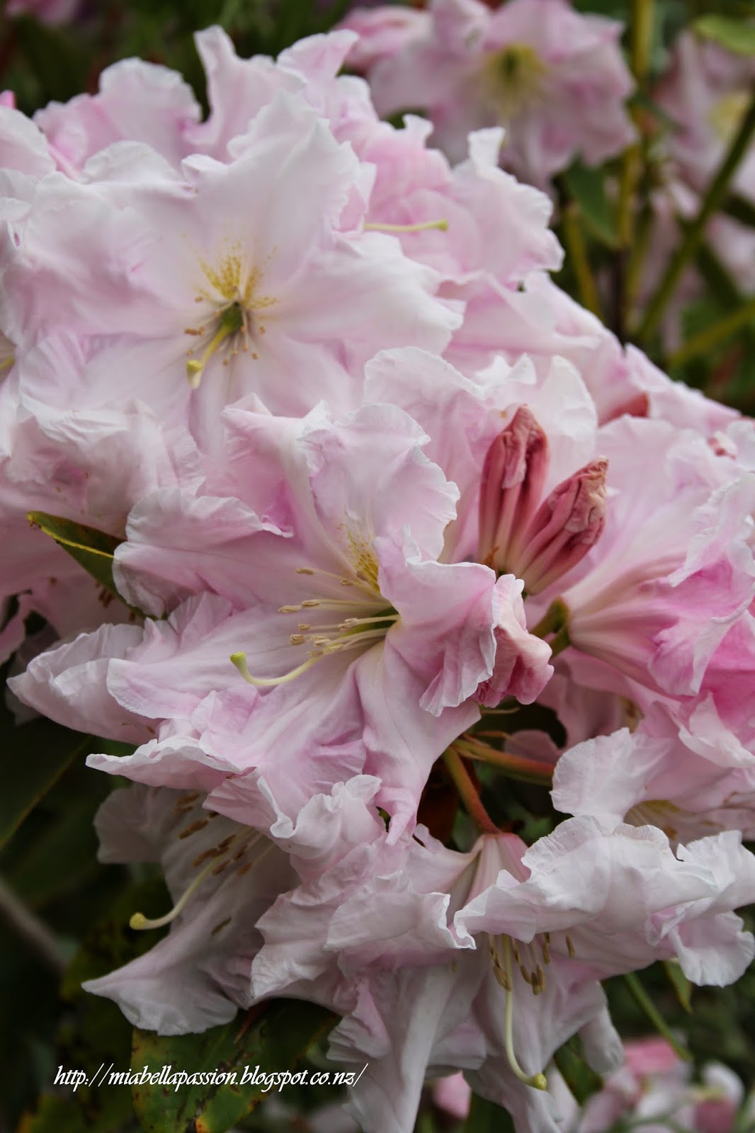 Mia Bella Passions Candy Floss Coloured Rhododendron Flowers...