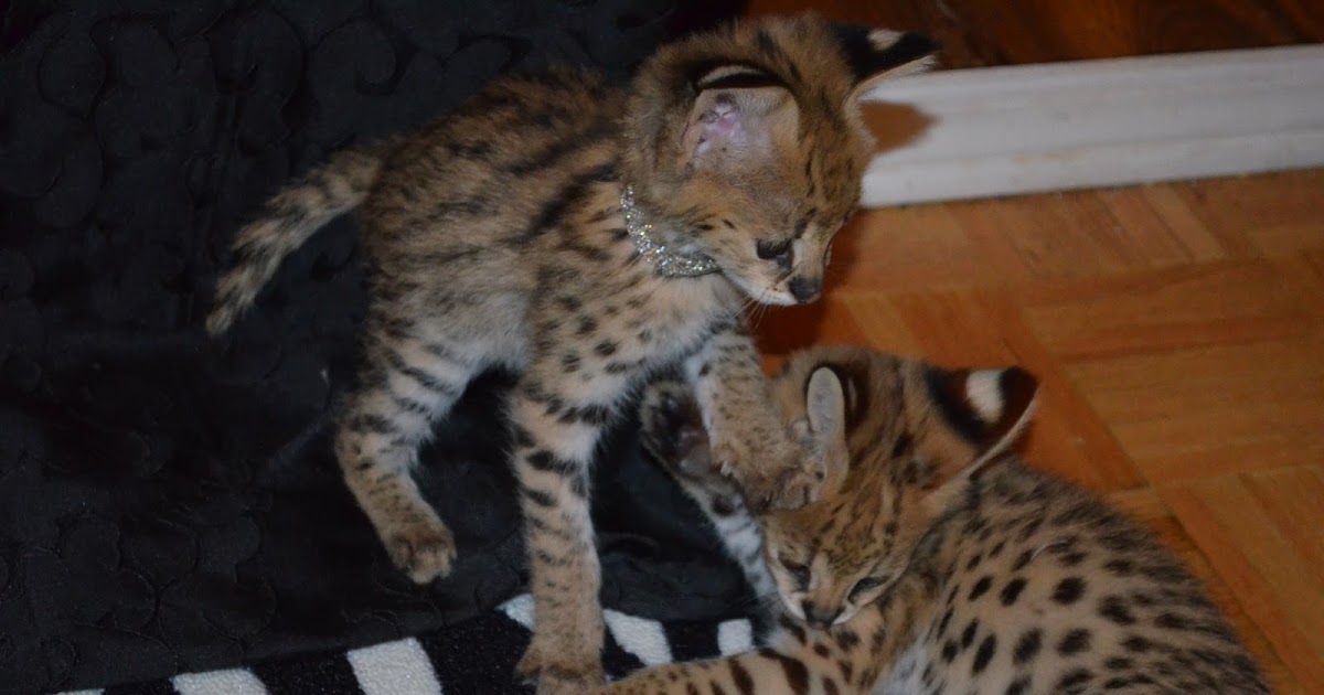 The Kuwait Cats and kittens Adoption and sales email us at