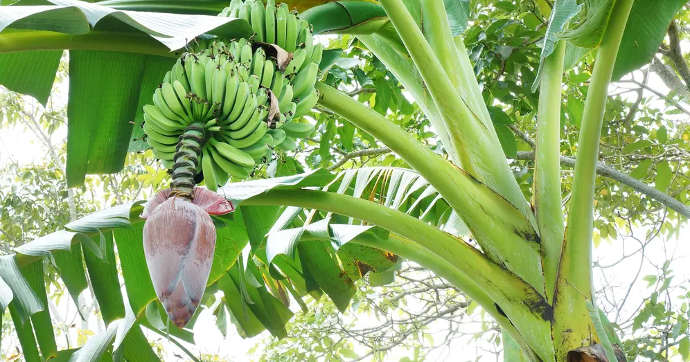 Cara Berkembang Biak Pohon Pisang Dan Penjelasannya Cikimis Cara Berkembang Biak Pohon Pisang Dan Penjelasannya Cikimis