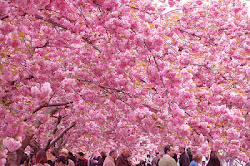 cherry blossom japanese sakura trees pink flowers festival pretty season washington flower blossoms prunus tree japan nature national hanami serrulata