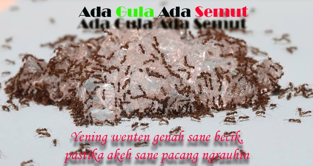 contoh paribasa bali Sesonggan dan artinya