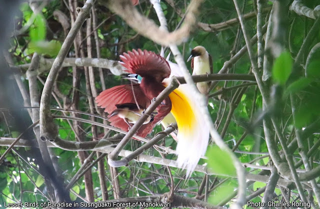 Cendrawasih Kuning Kecil (Lesser Birds of Paradise) Burung Surga Kuning Kecil