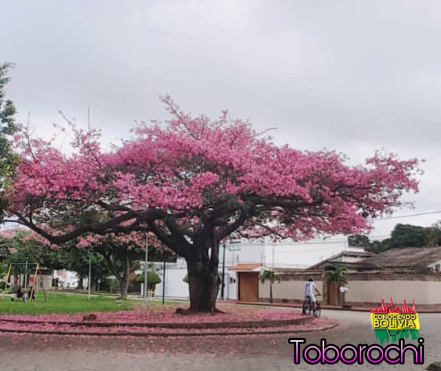 Santa Cruz: Arbol Toborochi
